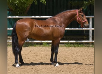 PRE Mix, Stallone, 3 Anni, 156 cm, Baio