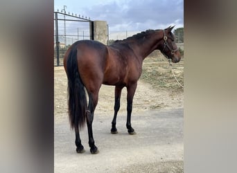 PRE Mix, Stallone, 3 Anni, 156 cm, Baio scuro