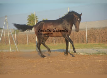 PRE Mix, Stallone, 3 Anni, 156 cm, Baio scuro