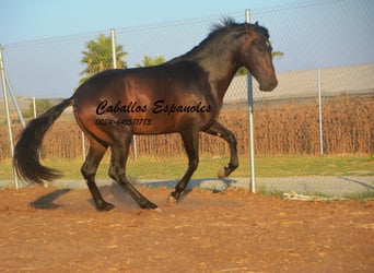 PRE Mix, Stallone, 3 Anni, 156 cm, Baio scuro