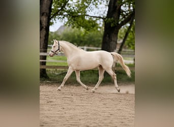 PRE Mix, Stallone, 3 Anni, 156 cm, Perlino
