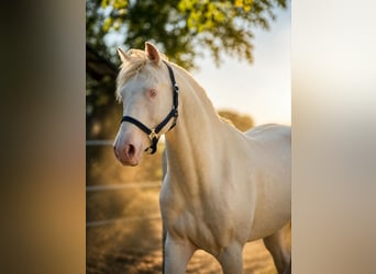 PRE Mix, Stallone, 3 Anni, 156 cm, Perlino