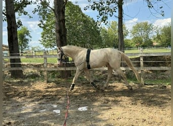 PRE Mix, Stallone, 3 Anni, 156 cm, Perlino