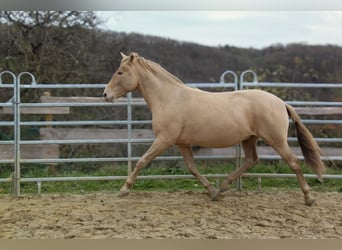 PRE, Stallone, 3 Anni, 157 cm, Champagne