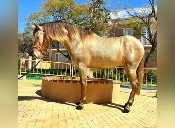PRE Mix, Stallone, 3 Anni, 157 cm, Cremello