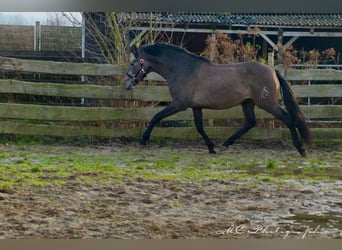 PRE, Stallone, 3 Anni, 157 cm, Grigio