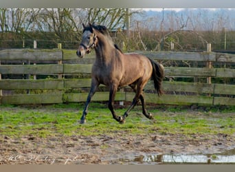 PRE, Stallone, 3 Anni, 157 cm, Grigio