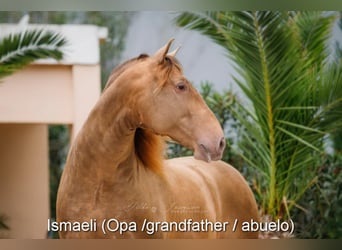 PRE, Stallone, 3 Anni, 157 cm, Pearl