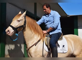 PRE, Stallone, 3 Anni, 157 cm, Pearl