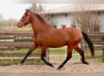 PRE Mix, Stallone, 3 Anni, 158 cm, Baio chiaro