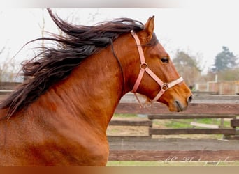 PRE Mix, Stallone, 3 Anni, 158 cm, Baio chiaro