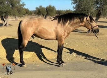 PRE Mix, Stallone, 3 Anni, 158 cm, Falbo