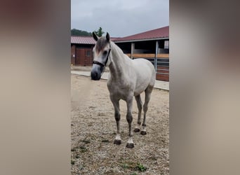 PRE, Stallone, 3 Anni, 158 cm, Grigio