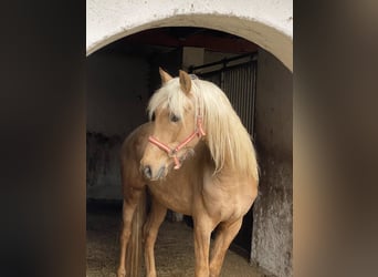 PRE Mix, Stallone, 3 Anni, 158 cm, Palomino