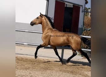 PRE Mix, Stallone, 3 Anni, 158 cm, Pelle di daino