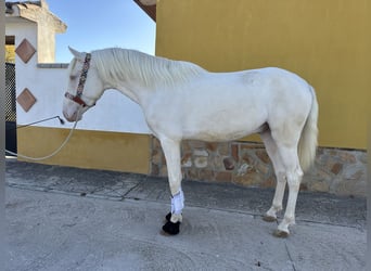 PRE Mix, Stallone, 3 Anni, 159 cm, Cremello