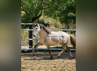PRE Mix, Stallone, 3 Anni, 159 cm, Grigio