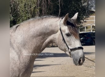 PRE Mix, Stallone, 3 Anni, 159 cm, Grigio