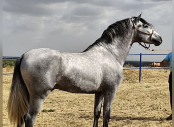 PRE, Stallone, 3 Anni, 159 cm, Grigio