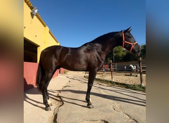 PRE, Stallone, 3 Anni, 159 cm, Morello
