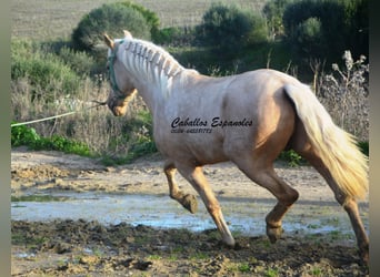 PRE Mix, Stallone, 3 Anni, 159 cm, Palomino
