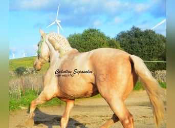 PRE Mix, Stallone, 3 Anni, 159 cm, Palomino