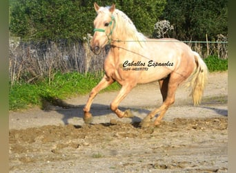 PRE Mix, Stallone, 3 Anni, 159 cm, Palomino