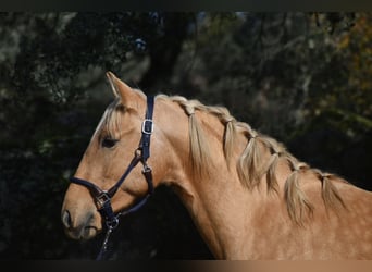 PRE, Stallone, 3 Anni, 159 cm, Palomino