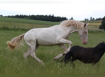 PRE Mix, Stallone, 3 Anni, 159 cm, Perlino