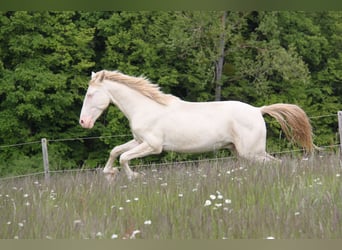 PRE Mix, Stallone, 3 Anni, 159 cm, Perlino