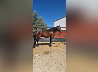 PRE Mix, Stallone, 3 Anni, 160 cm, Baio scuro