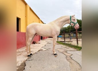 PRE Mix, Stallone, 3 Anni, 160 cm, Cremello