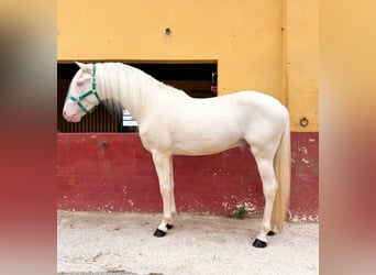 PRE Mix, Stallone, 3 Anni, 160 cm, Cremello
