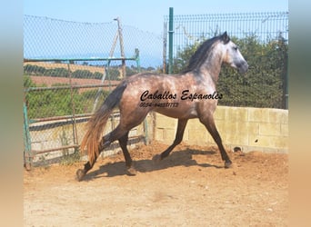 PRE Mix, Stallone, 3 Anni, 160 cm, Falbo baio