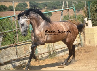 PRE Mix, Stallone, 3 Anni, 160 cm, Falbo baio