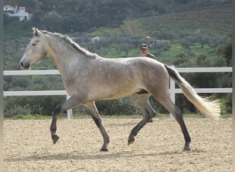 PRE Mix, Stallone, 3 Anni, 160 cm, Grigio
