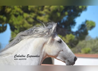 PRE Mix, Stallone, 3 Anni, 160 cm, Grigio