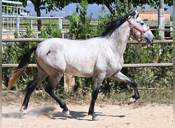 PRE Mix, Stallone, 3 Anni, 160 cm, Grigio