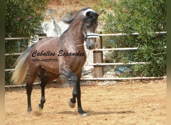 PRE, Stallone, 3 Anni, 160 cm, Grigio pezzato