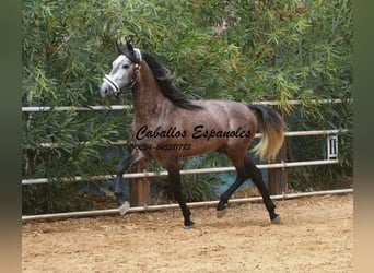 PRE, Stallone, 3 Anni, 160 cm, Grigio pezzato