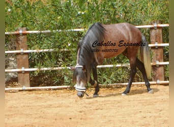 PRE, Stallone, 3 Anni, 160 cm, Grigio pezzato