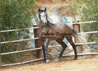 PRE, Stallone, 3 Anni, 160 cm, Grigio pezzato