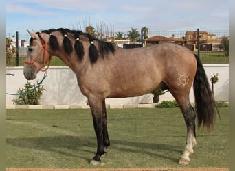 PRE, Stallone, 3 Anni, 160 cm, Grigio rossastro