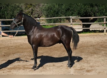 PRE Mix, Stallone, 3 Anni, 160 cm, Morello