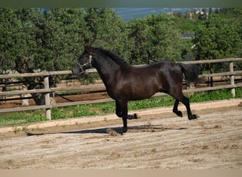 PRE Mix, Stallone, 3 Anni, 160 cm, Morello