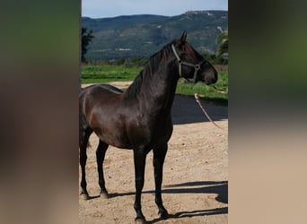 PRE Mix, Stallone, 3 Anni, 160 cm, Morello