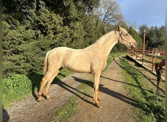 PRE Mix, Stallone, 3 Anni, 160 cm, Palomino