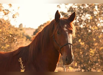 PRE, Stallone, 3 Anni, 160 cm, Sauro