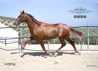 PRE, Stallone, 3 Anni, 160 cm, Sauro ciliegia