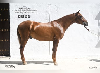 PRE, Stallone, 3 Anni, 160 cm, Sauro ciliegia